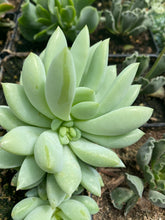 Load image into Gallery viewer, Sedeveria Peridot Passion
