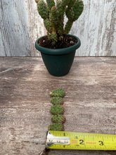 Load image into Gallery viewer, Cactus Mini Cinnamon