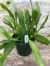 Load image into Gallery viewer, Epiphyllum Queen of the Night Cactus