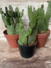 Load image into Gallery viewer, Cactus Roadkill