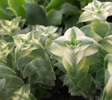 Load image into Gallery viewer, String of Buttons- Variegated Necklace Vine