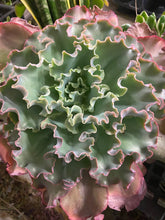 Load image into Gallery viewer, Echiveria Ruffles