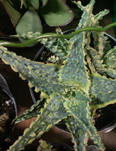 Load image into Gallery viewer, Aloe Star