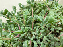 Load image into Gallery viewer, Iceplant Pink Veggie