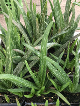 Load image into Gallery viewer, Herb Aloe Vera