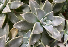 Load image into Gallery viewer, Graptopetalum Ghost