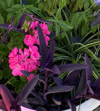 Load image into Gallery viewer, Tradenscantia Purple Heart