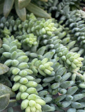 Load image into Gallery viewer, Burro Tail “Burrito”