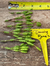 Load image into Gallery viewer, Rhipsalis Dancing Bones Cactus
