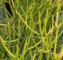Load image into Gallery viewer, Firestick Euphorbia