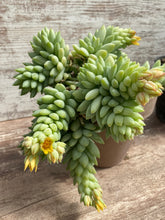 Load image into Gallery viewer, Sedeveria Peridot Passion