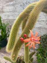 Load image into Gallery viewer, Monkey Tail Cactus