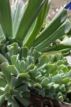 Load image into Gallery viewer, Echeveria Topsy Turvy