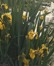 Load image into Gallery viewer, Iris Yellow Flag
