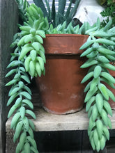 Load image into Gallery viewer, Donkey Tails