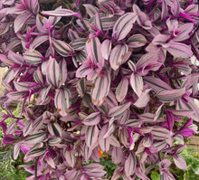 Load image into Gallery viewer, Tradescantia Nanouk