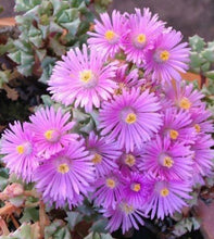 Load image into Gallery viewer, Iceplant Pink Veggie