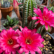 Load image into Gallery viewer, Cactus  Rose Quartz