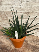 Load image into Gallery viewer, Aloe Midnight