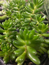 Load image into Gallery viewer, Crassula Jelly Bean