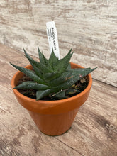 Load image into Gallery viewer, Haworthia Fairy Washboard