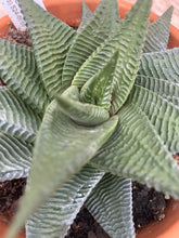 Load image into Gallery viewer, Haworthia Alligator Plant