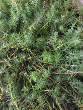 Load image into Gallery viewer, Blue Spruce