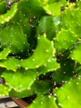 Load image into Gallery viewer, Cactus Argentine