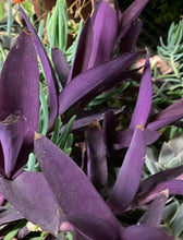 Load image into Gallery viewer, Tradenscantia Purple Heart