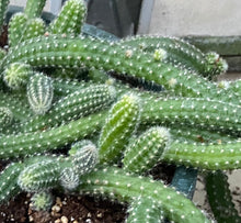 Load image into Gallery viewer, Cactus Peanut