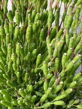 Load image into Gallery viewer, Rhipsalis Dancing Bones Cactus