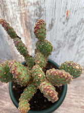 Load image into Gallery viewer, Cactus Mini Cinnamon