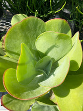 Load image into Gallery viewer, Kalanche Paddle Plant