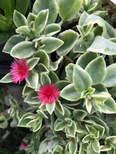 Load image into Gallery viewer, Baby Sun Rose Variegata Ice Plant