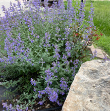 Load image into Gallery viewer, Walkers Low Catmint