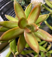 Load image into Gallery viewer, Sedum Adolfi