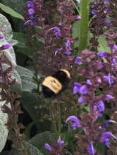 Load image into Gallery viewer, Salvia May Night