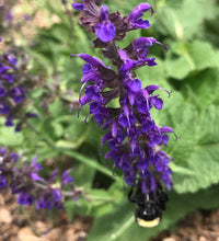 Load image into Gallery viewer, Salvia May Night