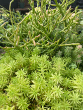 Load image into Gallery viewer, Sedum Lemon Ball