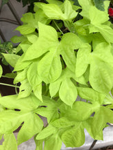 Load image into Gallery viewer, Sweet potato vine