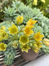 Load image into Gallery viewer, Sedeveria Peridot Passion