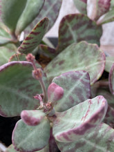 Load image into Gallery viewer, Kalanchoe Desert Suprise