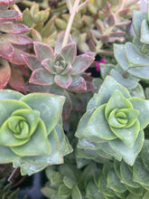 Load image into Gallery viewer, Giant string of Buttons Crassula