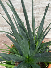 Load image into Gallery viewer, Aloe Midnight