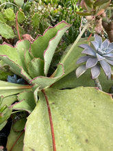 Load image into Gallery viewer, Kalanchoe Walking