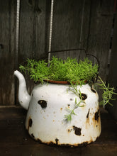 Load image into Gallery viewer, Sedum Lemon Ball