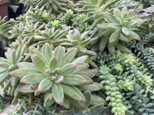 Load image into Gallery viewer, Burro Tail “Burrito”