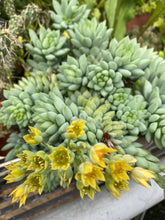 Load image into Gallery viewer, Sedeveria Peridot Passion