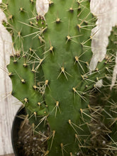 Load image into Gallery viewer, Cactus Slim Spiny
