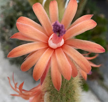 Load image into Gallery viewer, Monkey Tail Cactus
